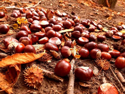 Celebrating-Community-Spirit-West-Side-Nut-Club-Fall-Festival Bespoke Point